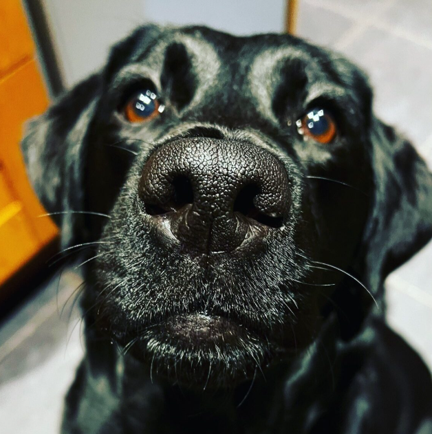 Lola the dog Lola the dog